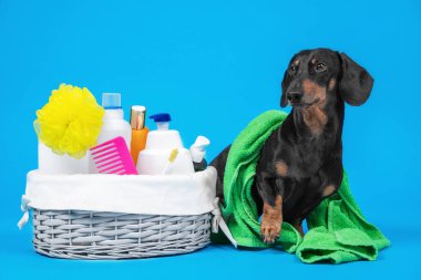 Portre dachshund köpeği, banyo yapmak için bir kutu aksesuar ya da mavi arka planda tımar etmek için. Evde bir köpeğin nasıl tımar edileceğini. Köpek şampuanı ev yapımı..