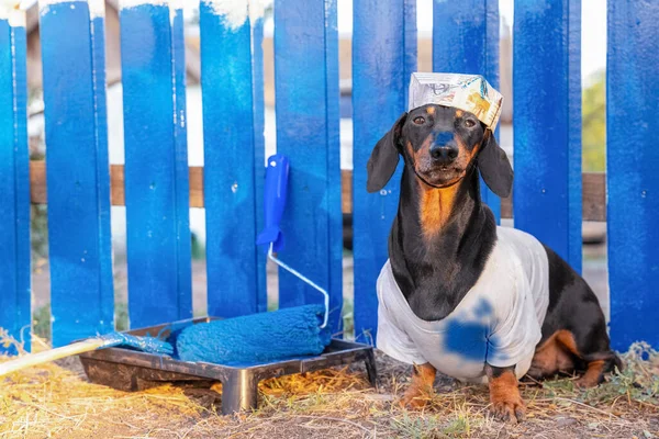 Funny handyman perro salchicha en papel casera tapa de construcción pintada cerca de madera con pintura azul con rodillo y pincel. Mascota se ensució con tinte mientras trabajaba. — Foto de Stock