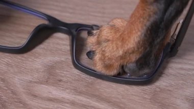 Yaramaz köpek adımları, sahibinin gözlüklerine pençe atıp görüş düzeltmesi için camları kırıyor. Hiperaktivite ve evcil hayvan ve yavru köpek yetiştirme eksikliği.