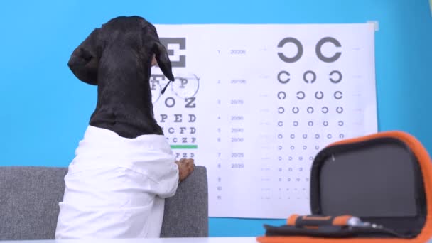 Divertido perro salchicha en abrigo blanco recoge las gafas correctas para la corrección de la visión utilizando gráfico visual distante con alfabeto para la prueba ocular. Exámenes médicos regulares de diagnóstico para mascotas — Vídeo de stock
