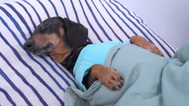 Pijamalı Dachshund evde ya da otel odasında battaniyeyle kaplı yastıkta tatlı tatlı uyuyor. Köpek aniden gürültülü bir ses duyar ve uyanır. Hafif uyku ve zayıf sinirler.