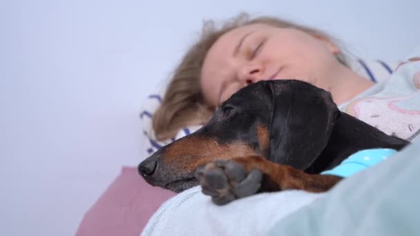 Menina loira dorme com dachshund bonito em abraço no fim de semana preguiçoso, close up. O cão acorda e cuidadosamente parte, de modo a não acordar o proprietário. Permissividade de animais de estimação em casa — Vídeo de Stock