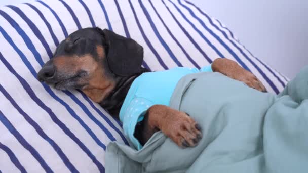 Dachshund in pajamas sweetly sleeping in bed on pillow covered with blanket at home or in hotel room. Dog suddenly hears loud sound and wakes up. Light sleep and weak nerves — Stock Video