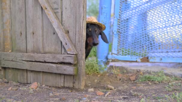 Funny dachshund dog farmer in vest and straw hat leaves yard through handmade wooden gate. Landowner examines his land holdings. Redneck goes for a walk in the village — Stock Video