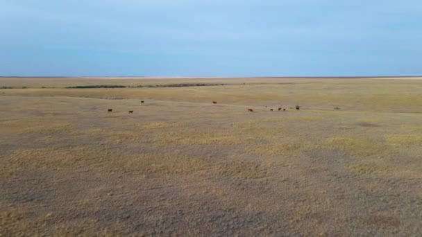 Tiro de drone voando sobre campos, ravinas, cintos florestais e prados com grama seca de calor, onde as vacas pastam. Deserto paisagem agrícola sombria no campo — Vídeo de Stock