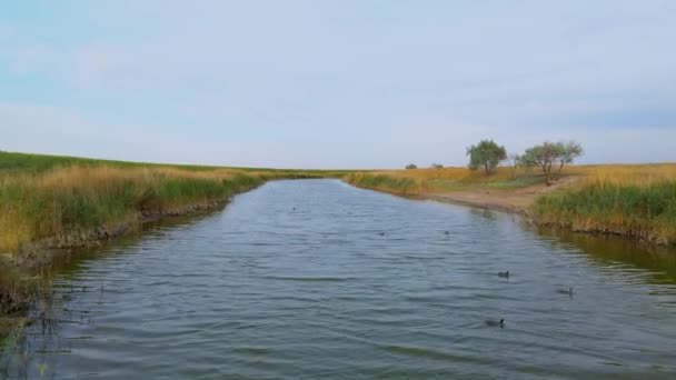 Tiroteio de drone voando baixo sobre a superfície da água, patos nadam no rio, árvores, juncos e grama seca crescem ao longo das margens. Paisagem rural com estepes no campo — Vídeo de Stock