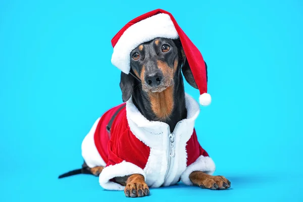Adorável cão dachshund em terno e chapéu de Papai Noel vermelho com pele encontra-se no fundo azul com olhar tocante, vista frontal, espaço de cópia para publicidade. O conceito de férias e trajes de carnaval para animais de estimação . — Fotografia de Stock