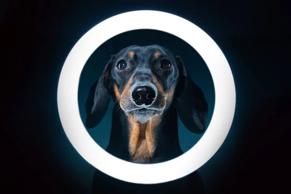 Blogger Dachshund 'un karanlıkta çekilmiş cep telefonu standlı muhteşem portresi. Serbest köpek blog içeriği oluşturmak için özel ekipman kullanıyor..