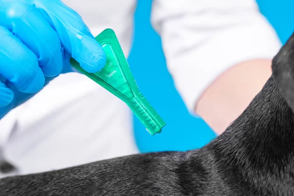 Tıp önlüklü doktor köpeklere ilaç uyguluyor. Keneler, pireler ve diğer parazitlere karşı pipetle şişeden solmuş.