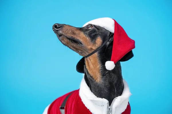 Портрет милой красивой таксы, черный и загорелый, одетый в красный рождественский костюм и шляпу Санта Клауса, на синем фоне, глядя вверх. — стоковое фото