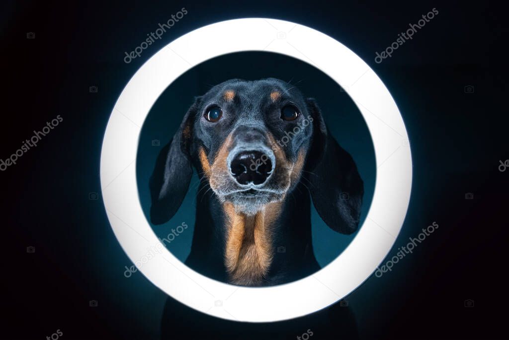 Spectacular portrait of cute blogger dachshund with cell phone stand with LED ring light, shot in dark.Freelance dog uses specialized equipment to create blog content.