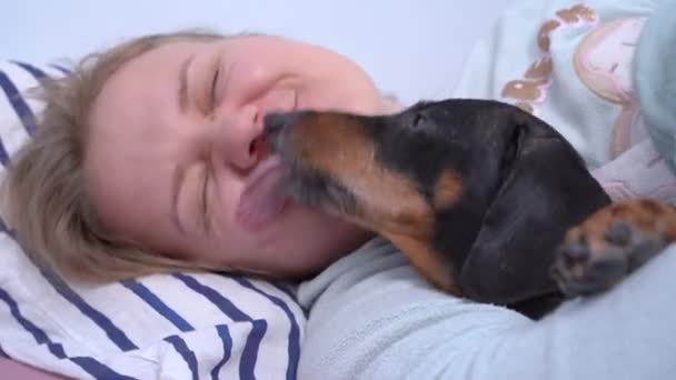 Chica rubia duerme con lindo dachshund en abrazo en fin de semana perezoso, de cerca. Naughty perro lame propietarios cara y trata de despertarla. Amada mascota es la única alegría en la vida de la mujer soltera — Vídeo de stock