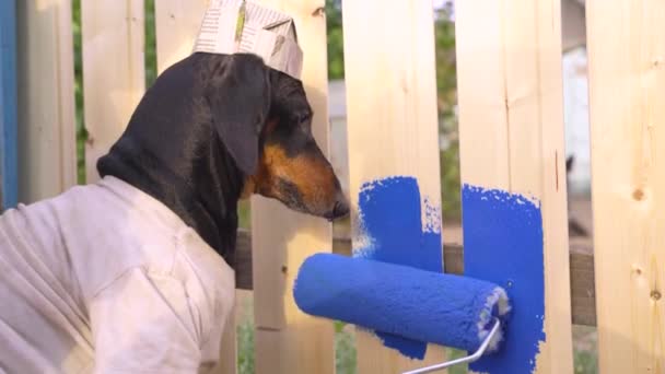 Gros plan portrait de teckel mignon portant un drôle de chapeau de peintre fabriqué à partir de vieux journaux et t-shirt décontracté, peinture clôture en bois avec rouleau de peinture, de couleur bleu vif. Concept de travail de réparation d'humour — Video