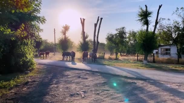 Herd of horses graze and walk along paved road and between the felled trees on outskirts of village at sunset. Bright sunlight illuminates park, surrounding area and farmers house — Stock Video