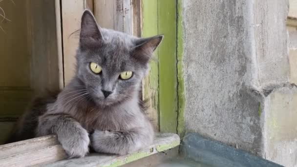 Kucing abu-abu parah dengan tampilan setan dan jenggot terletak di ambang jendela terbuka, melihat sekitar dan berpura-pura berjalan. Hiburan untuk kucing domestik, sehingga mereka tidak tersesat — Stok Video