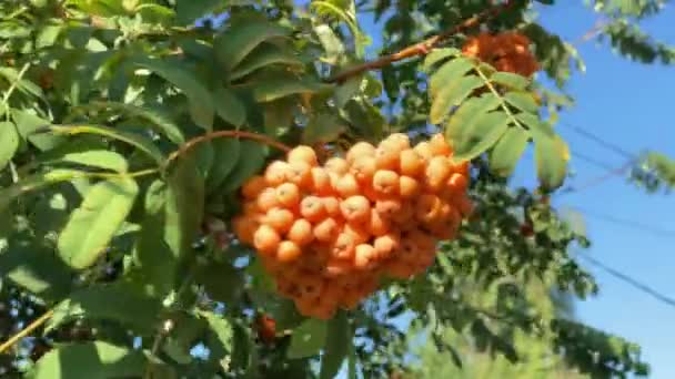 Gruesos racimos pesados de bayas de rowan amarillo en rama con hojas verdes oscilan en el viento en un día soleado, de cerca. Cultivos de maduración que contienen vitaminas naturales en su propio jardín — Vídeos de Stock