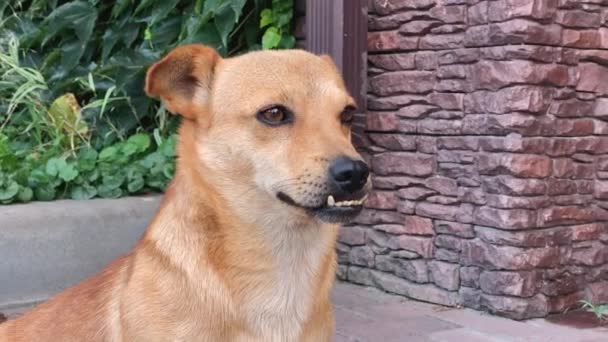 Lindo perro rojo con mordida incorrecta se sienta en el patio y mira a su alrededor, protegiendo el territorio. Caridad, adopción y cuidado de animales sin hogar con discapacidades físicas — Vídeo de stock