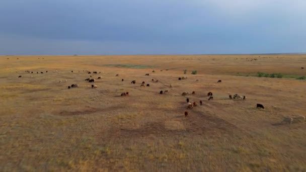 Vista superior em movimento de vastos campos e pastagens com pastoreio de vacas, grama seca amarela e algumas árvores verdes ou arbustos. Tiro aéreo de quadrocopter, ao ar livre . — Vídeo de Stock