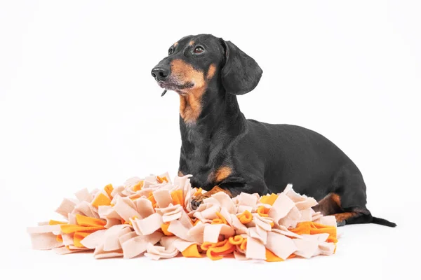 Akıllı itaatkar dachshund, beyaz arka planda, ön planda, köpekler için kurutulmuş yiyecekleri saklamak için yumuşak yıkanabilir pejmürde halıda yatar. Evcil hayvanlı entelektüel oyunlar.