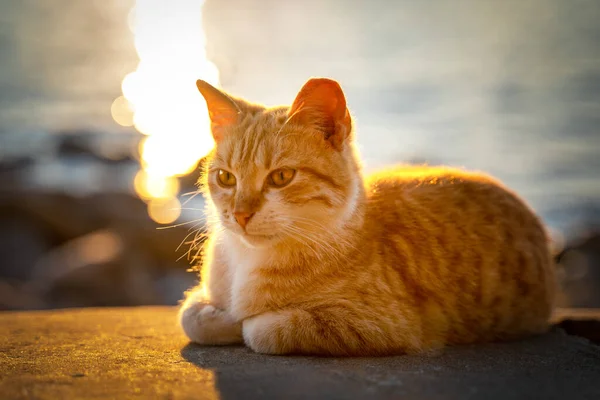 Cute red street cat lies on concrete parapet and basks in golden rays of setting sun, blurred background with sea, front view. Sunbeams reflect off the surface of water. — Stock Photo, Image