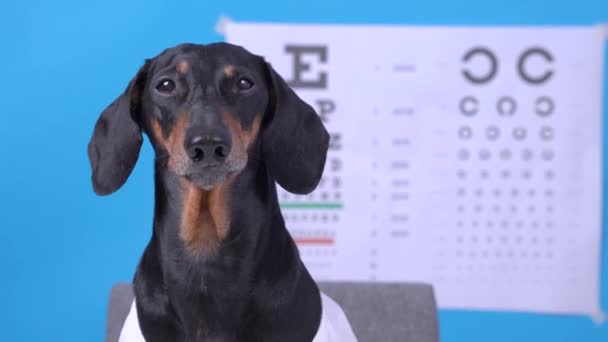 Lindo perro salchicha está sentado en consulta con un oftalmólogo para comprobar su vista y elegir las gafas adecuadas para la corrección de la visión. Exámenes médicos regulares de diagnóstico para mascotas — Vídeo de stock