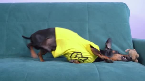 Дахшундський собака розважається, граючи з фаршированою іграшкою, обманюючи навколо і натираючи проти дивана. Розваги для домашніх тварин, коли вони залишаються наодинці вдома. Подряпини для вирощування зубів цуценят — стокове відео