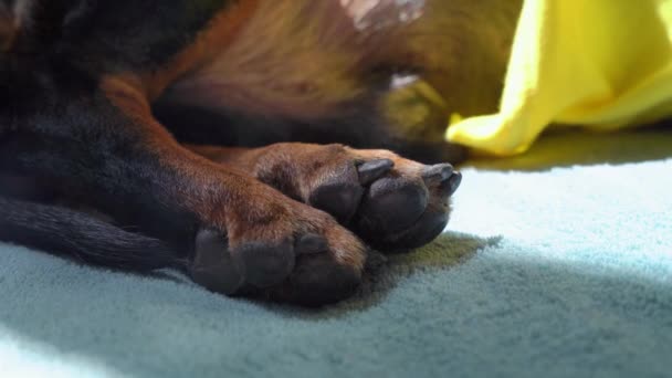 Індуїстські лапи сплячого собаки спокійно лежать на ковдрі, крупним планом. Сонячне світло яскраво освітлює і теплий домашній улюбленець. Живіт тварин піднімається і стабільно падає через спокійне дихання — стокове відео
