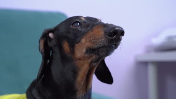 Şirin dachshund köpeği korkmuş ve ağlamaklı havlamalar, sızlanmalar ve aşırı heyecandan titremeler. Evcil hayvan, prosedürü uygulamaya korkuyor ya da sahibinden yemek, ilgi ya da yürüyüş için izin istiyor. — Stok video