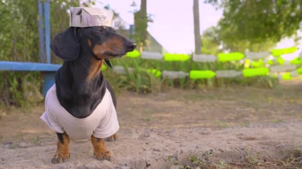 Funny dachshund dog in paper homemade builder cap construction worker or prisoner on correctional labor stands and looks thoughtfully to the side, thinking about future and life prospects — Stock Video