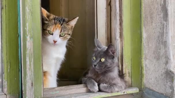 Dos gatos severos descansan sobre un alféizar de madera de ventana abierta, mirando a su alrededor, observando lo que está sucediendo en la calle. Entretenimiento para gatos domésticos, para que no se pierdan. — Vídeos de Stock