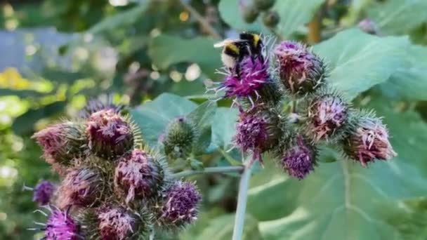 Bumblebee siedzi na kwiatach ostu i zbiera pyłek lub nektar do zapylania w celu poprawy plonów, przy użyciu ich długich włochatych języków, zbliżenie. Ważna rola owadów w ekosystemie i rolnictwie — Wideo stockowe
