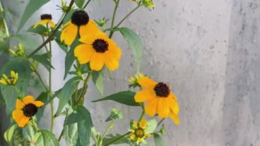 Siyah kalpli sarı papatya çayı ya da bahçede rüzgarda sallanan Aster ailesinden çiçekler. Sunny, ev ya da arsa dekorasyonu için çiçek açar. Bağışıklık sistemi için doğal ilaç olarak tıbbi bitkiler.