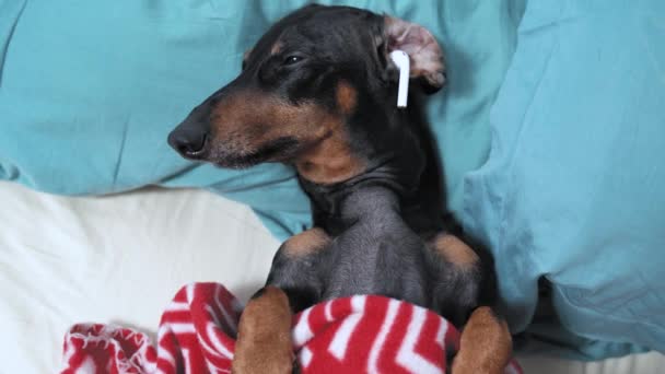 Yorgun dachshund yorucu bir günün ardından battaniyeye sarılmış yatar, uykuya dalar ve kablosuz kulaklıkla müzik dinler. Köpek gözlerini açtı ve yüksek ses duyunca tetikte oldu. — Stok video