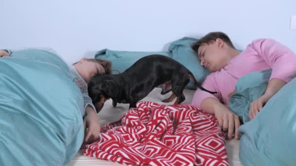 Couple querellé dort au lit à distance l'un de l'autre. Adorable teckel chien choisit entre les parents et rampe sous la couverture à la femme — Video