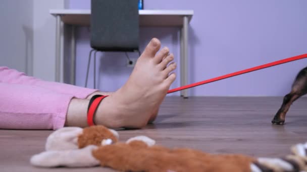 Drôles teckel harnais traîne propriétaire endormi en pyjama rose à travers le sol par laisse attachée à sa jambe. Chien aide à livrer la personne inconsciente au centre médical pour les premiers soins — Video