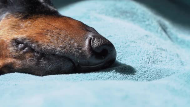 Nariz de perro dormido cansado se encuentra en la manta azul, bozal con bigotes recortados, de cerca. Mascota enferma con fiebre descansa en casa o en rehabilitación después de la enfermedad en el hospital — Vídeos de Stock