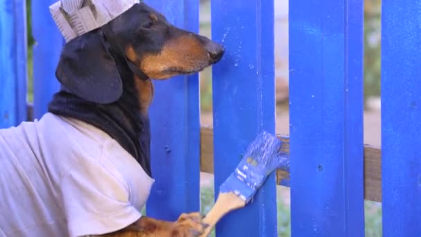 Chien bricoleur drôle teckel en papier chapeau de construction fait maison et sale travailleur uniforme peint conseil de clôture en bois avec teinture bleue et brosse dans le village. — Video