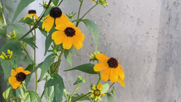 Yellow chamomile with black heart or flowers from Aster family swaying in wind in garden. Sunny blooms for home or plot of land decoration, medicinal plants as natural medicines for immune system — Stock Video