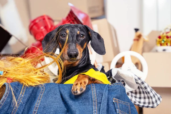 El acaparador divertido del dachshund se sienta en la caja de cartón con las cosas inútiles que recoge. El perro se está preparando para mover o clasificar cosas para el almacenamiento en un apartamento pequeño. Recoger ropa vieja para la caridad —  Fotos de Stock