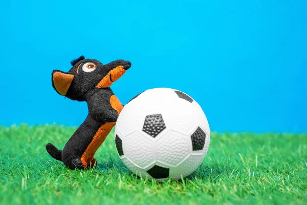 Juguete suave en forma de perro salchicha divertida poner sus patas delanteras en pelota de fútbol juguete acostado sobre hierba verde de césped artificial, fondo azul, vista frontal, primer plano — Foto de Stock