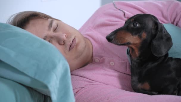 素敵なフレンドリーなダックスフンドの犬は、餌や歩くために朝にピンクのパジャマで眠っている男を目覚めさせます。忠実なペットはその愛を示し、病気や疲れた所有者の世話をします — ストック動画
