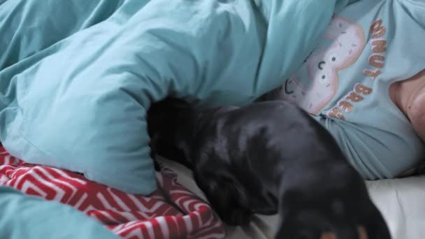 Cute little dachshund czołga się pod kocem do śpiącego właściciela jak w norze, aby czuć się ciepło i bezpiecznie. Pies boi się burzy lub hałasu i instynktownie ukrywa — Wideo stockowe