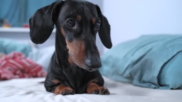 Χαριτωμένο υπάκουο σκυλί dachshund βρίσκεται στο κρεβάτι, κοιτάζει γύρω και ταπεινά περιμένει την εντολή των ιδιοκτητών ή ώρα για σίτιση και περπάτημα. Εκπαίδευση υπομονή στα κατοικίδια ζώα. Καλή συμπεριφορά. — Αρχείο Βίντεο