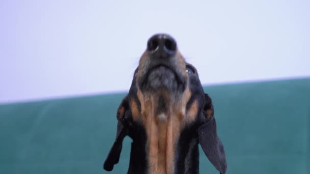 Verspielter schwarz-brauner Dackelhund bellt provozierend, um Aufmerksamkeit zu erregen oder zu erschrecken und läuft fröhlich davon, Zeitlupe, Nahaufnahme. Fun aktive Spiele mit Haustier — Stockvideo
