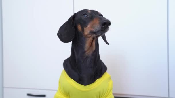 Lindo perro salchicha hambriento en amarilla camiseta ladra pidiendo comida al propietario y se lame los labios en anticipación de la deliciosa cena. Horario diario para el cuidado de mascotas — Vídeo de stock