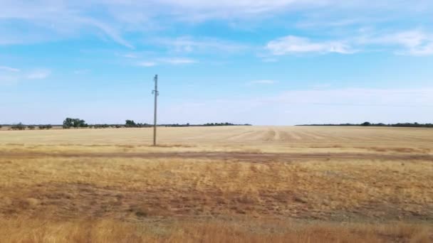 Camera motion along wide fields of cut crops, with yellow dried debris covering the ground. Green line of trees far on the horizon. Harvest concept. Bright blue sky, sunny day — Stock Video