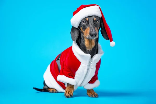 Adorabile cane bassotto in abito e cappello rosso Santa con pelliccia sedersi su sfondo blu con look toccante, vista frontale, spazio copia per la pubblicità. Il concetto di festa e costumi di carnevale per animali domestici — Foto Stock