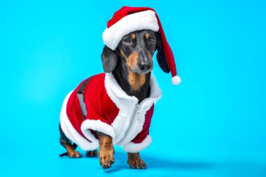 Karnaval Noel Baba kostümü içindeki komik köpek ve beyaz kürklü şapka ön pençesi havada mavi arka planda duruyor.