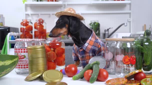 Αστεία σκύλος αγρότης dachshund σε καρό πουκάμισο και ψάθινο καπέλο προετοιμάζει εξοπλισμό και προϊόντα για την κονσερβοποιία λαχανικών και φρούτων για το χειμώνα στο σπίτι και πίνει νερό από κονσέρβα ντομάτας — Αρχείο Βίντεο