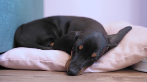 Liten söt tax valp sover sött och sniffar på mjuk kudde på golvet, hänger ut sina långa öron, närbild, framifrån. Nytt hem för adopterad babyhund — Stockvideo